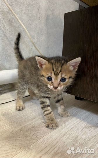 Котята красивого окраса