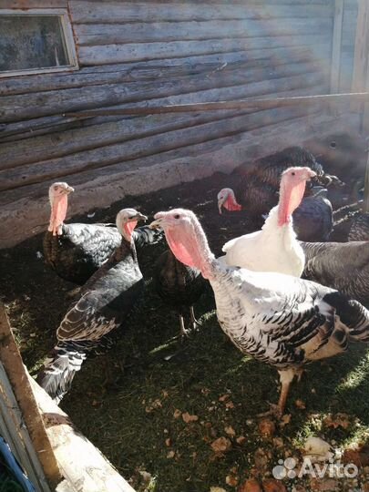 Индюк и индюшки