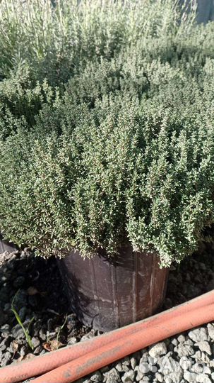 Спирея вангутта