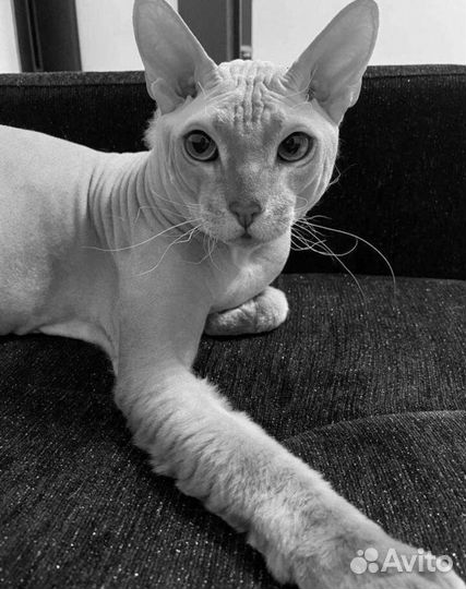 Донской сфинкс