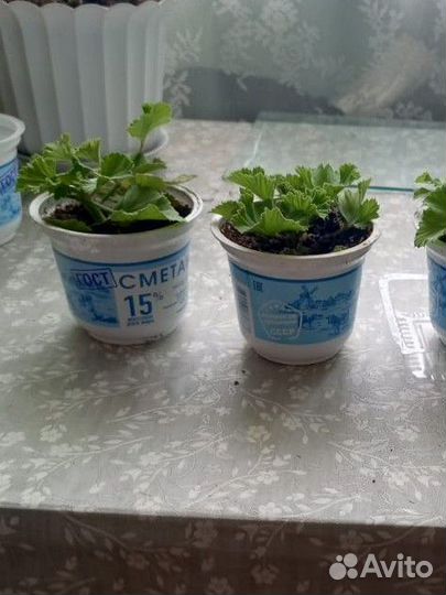 Пеларгония королевская герань сортовая