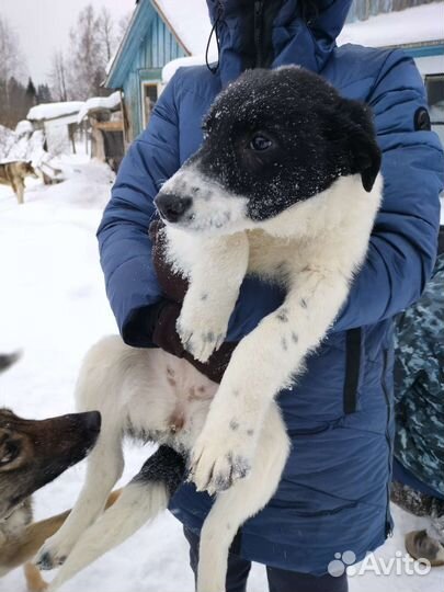 Щенок в добрые руки