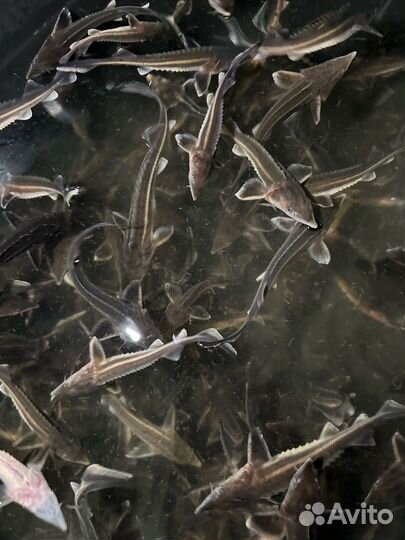 Рыба для аквариума и для пруда