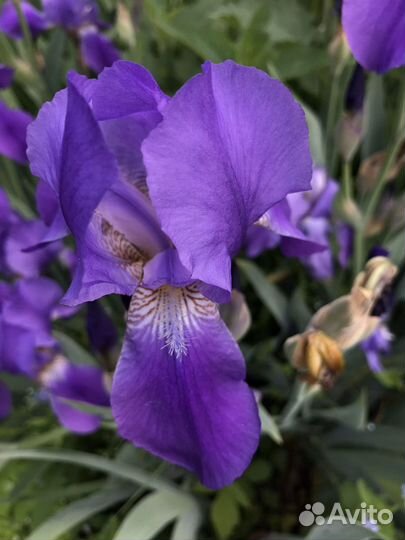 Ирис бородатый в подарок