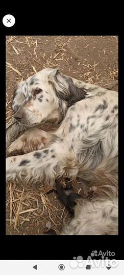 Щенки дворняжки