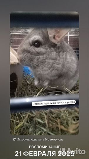 Шиншилла девочка