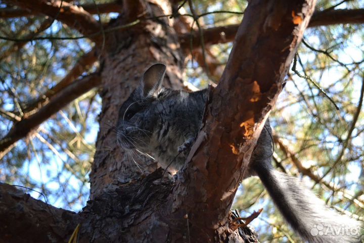 Шиншилла Адам