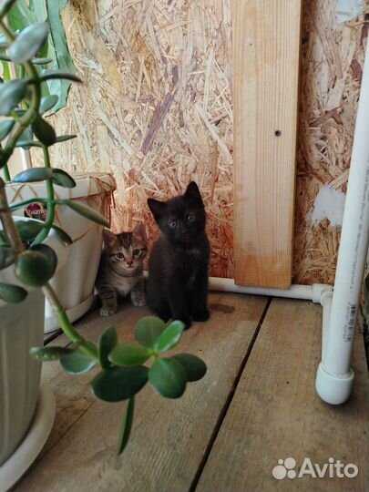 Котята