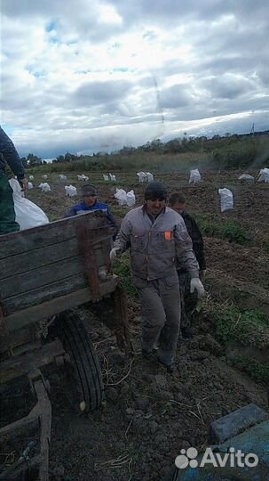 Картофель с доставкой