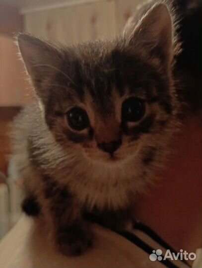 Котёнок Люся в добрые руки
