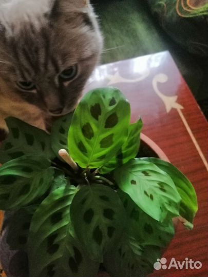 Комнатный цветок