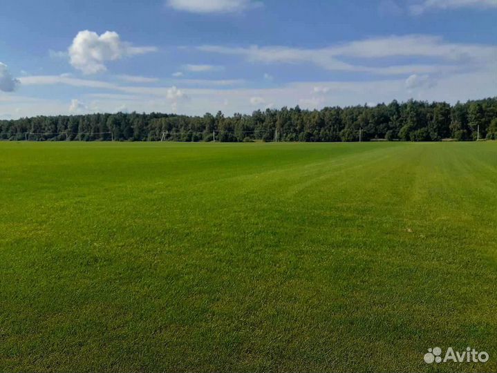 Рулонный газон от производителя