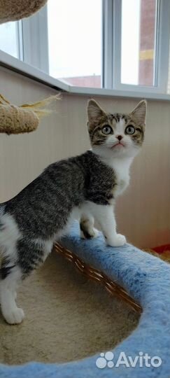 Котёнок в дар