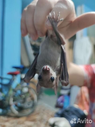 Египетская летучая собака, нильский крылан