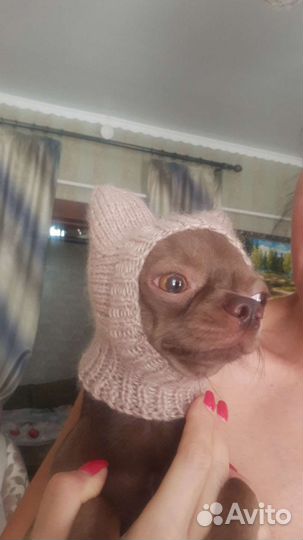 Шапка для маленькой собачки