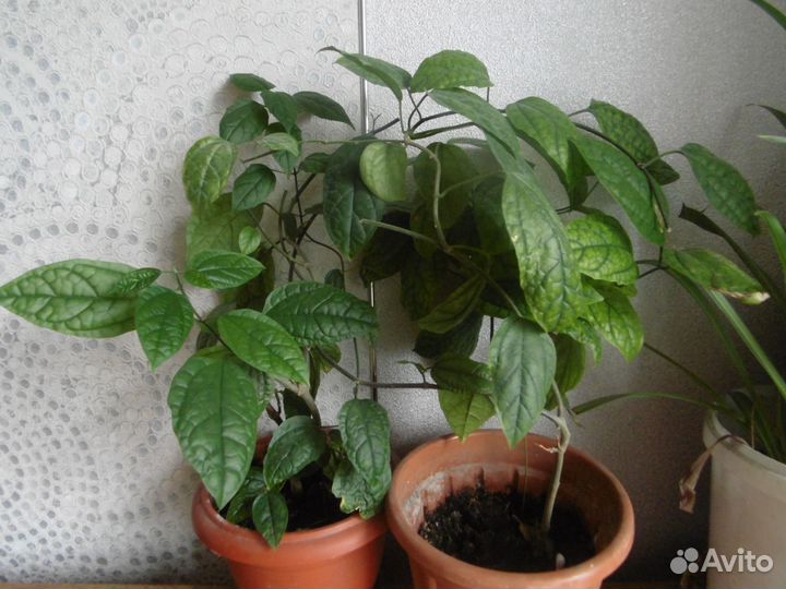 Продам цветы домашние