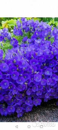 Колокольчики в ассортименте