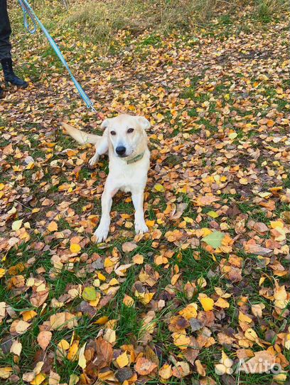Маленькой собачке не место в приюте