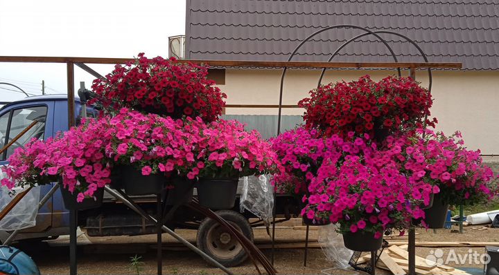 Дерево для петуний