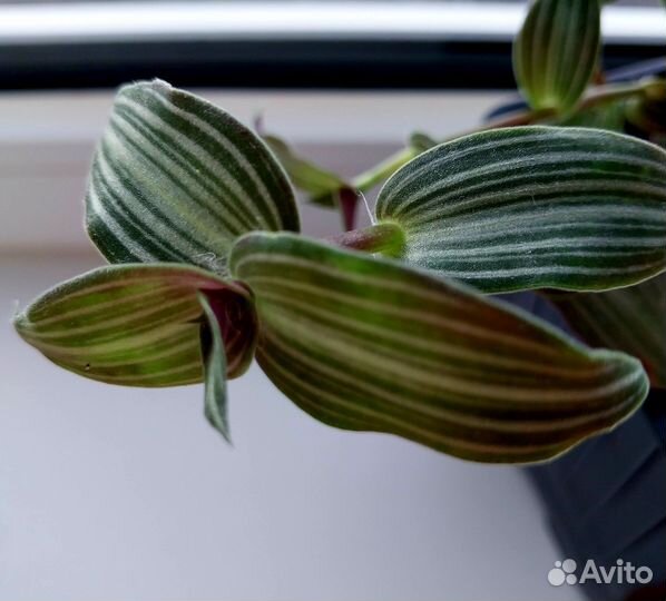 Традесканции разные