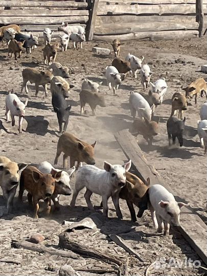 Поросят продам