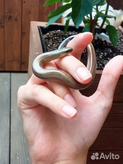 Расскажу все о ящерицах России