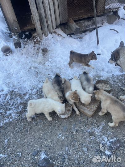 Щенки западно сибирской лайки