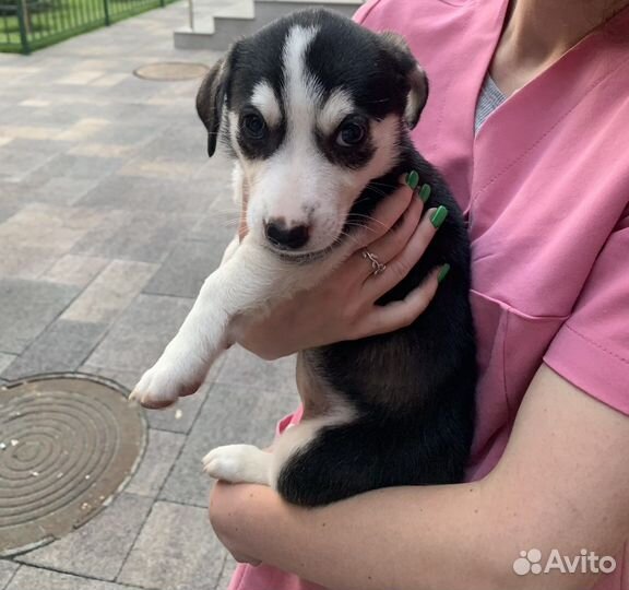 Собаки бесплатно