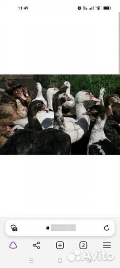 Мускусные утки тяжелые линии