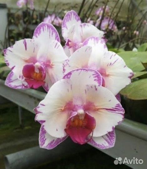 Орхидея бабочка Champion Lightning (peloric)