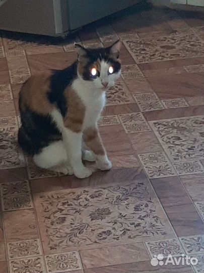 Кошка в дар