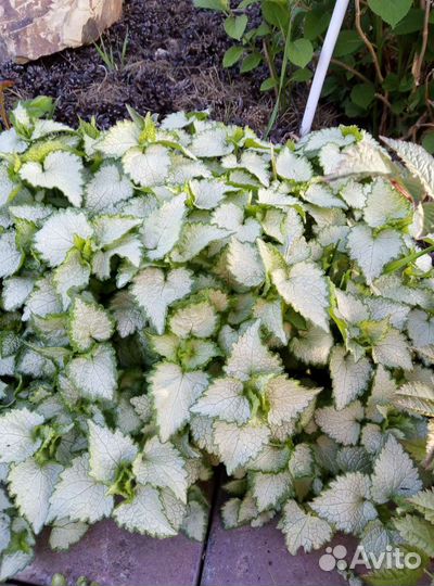 Почвопокровные растения