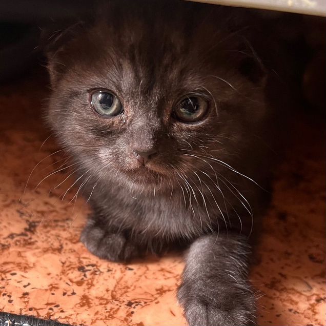 Британский короткошёрстный котёнок