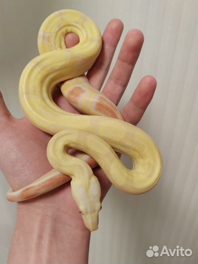 Императорский удав самка