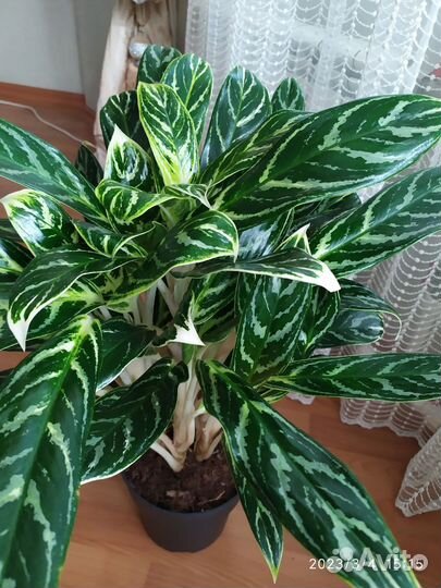 Аглонема бай као