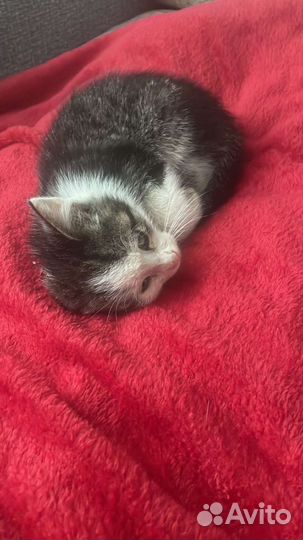 Котенок - мальчик