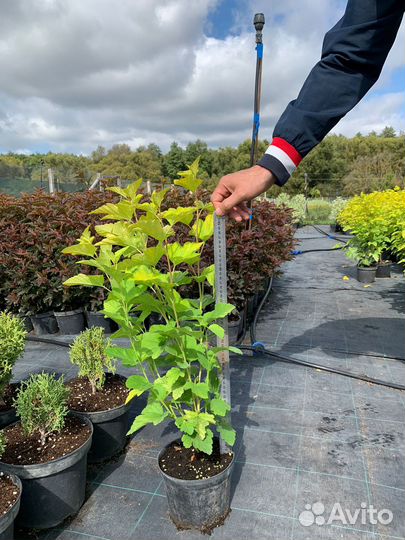 Пузыреплодник, дерен белый, спиреи, кизильник