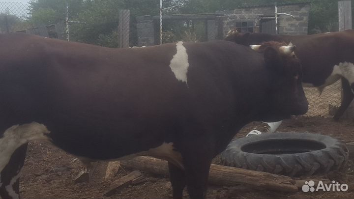Быки,бычки,телки