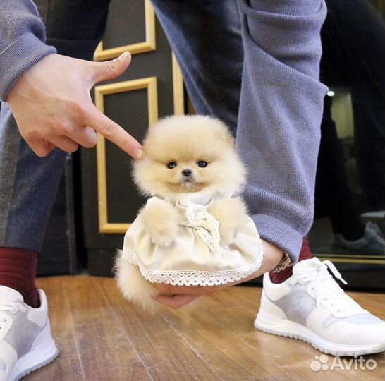 Померанский шпиц с доставкой на дом