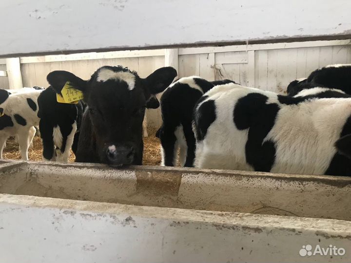 Телята, телки и бычки