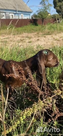 Козочка, козел камори и камори-шами