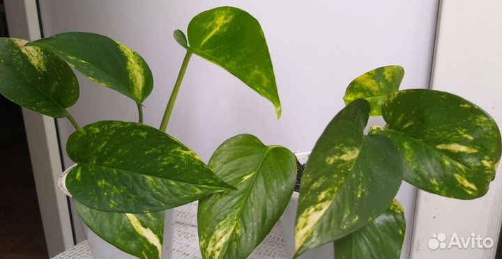 Сциндапсус золотистый