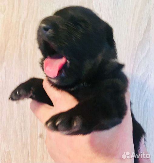 Щенки немецкой овчарки