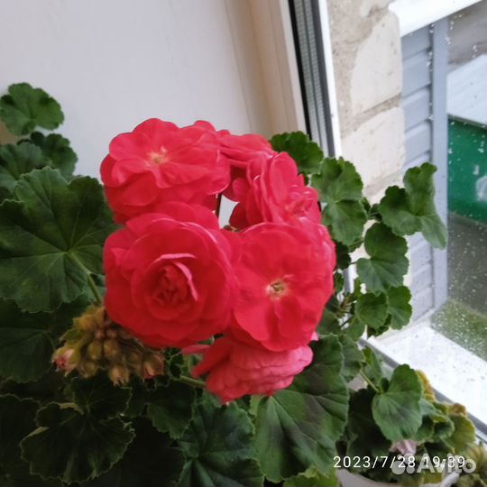 Пеларгония герань PAC Viva Rosita уже с бутонами