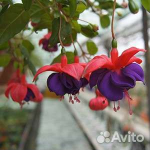 Фуксия сортовая Dark Eyes с бутонами