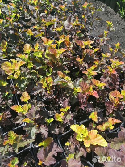 Пузыреплодник Эмбер Джубили