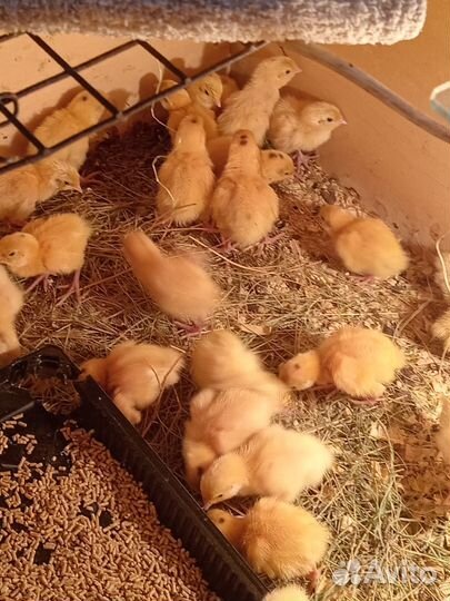 Перепелята Техас