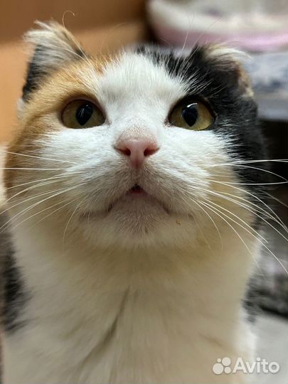 Кошка в дар