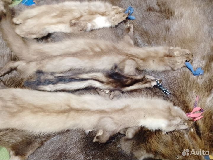 Шкуры Бобра. Енота