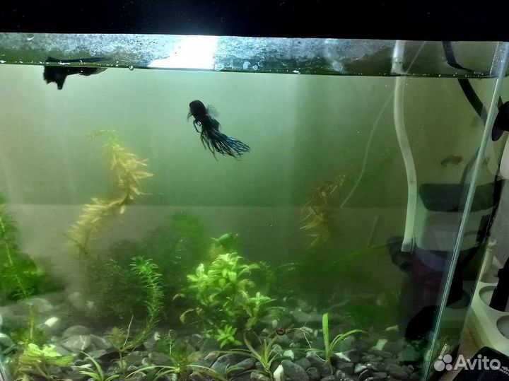 Аквариум с рыбками